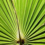 Sabal, Palma nana ( Serenoa serulata )